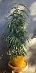 Ficus Alii
