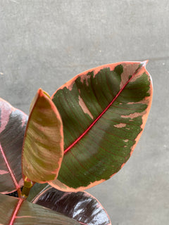 Ficus Belize-2