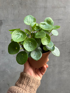 Chinese Money Plant-2