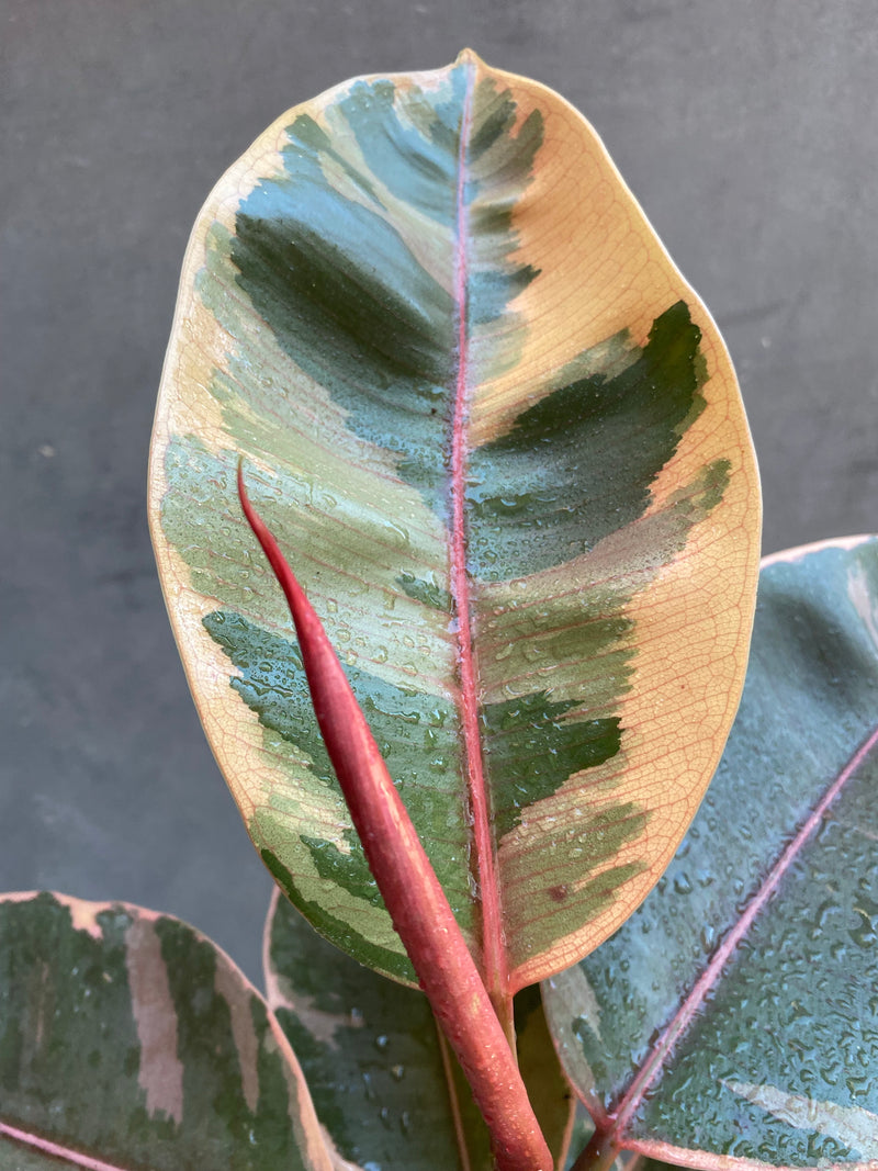 Ficus Belize-4