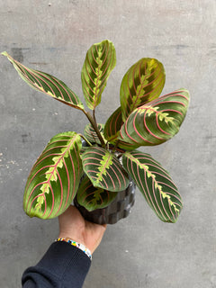 Prayer Plant-3