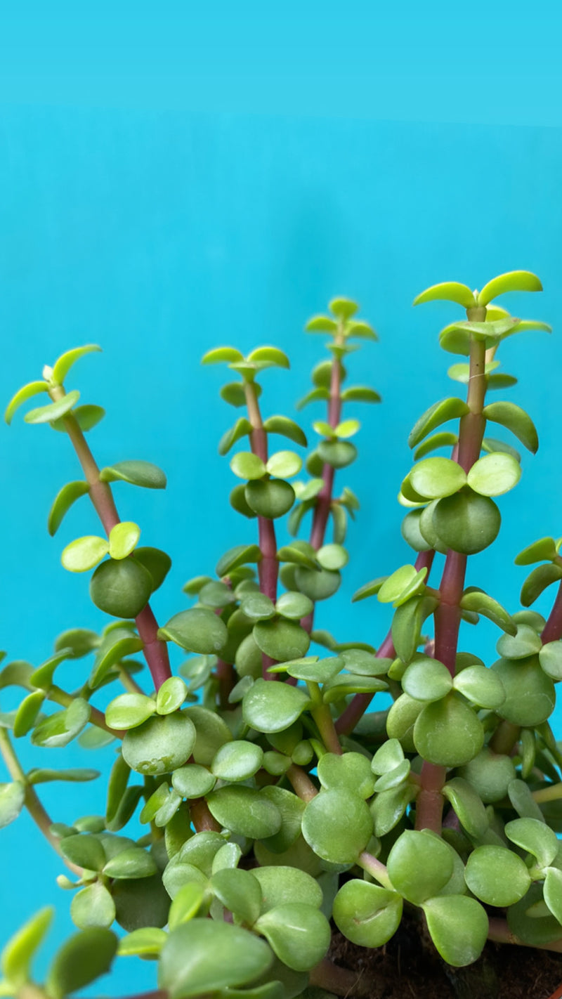 Medium Crassula-7