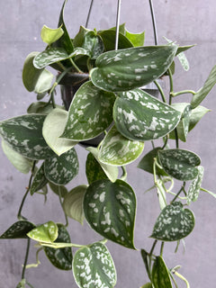 Satin Pothos Hanger-2