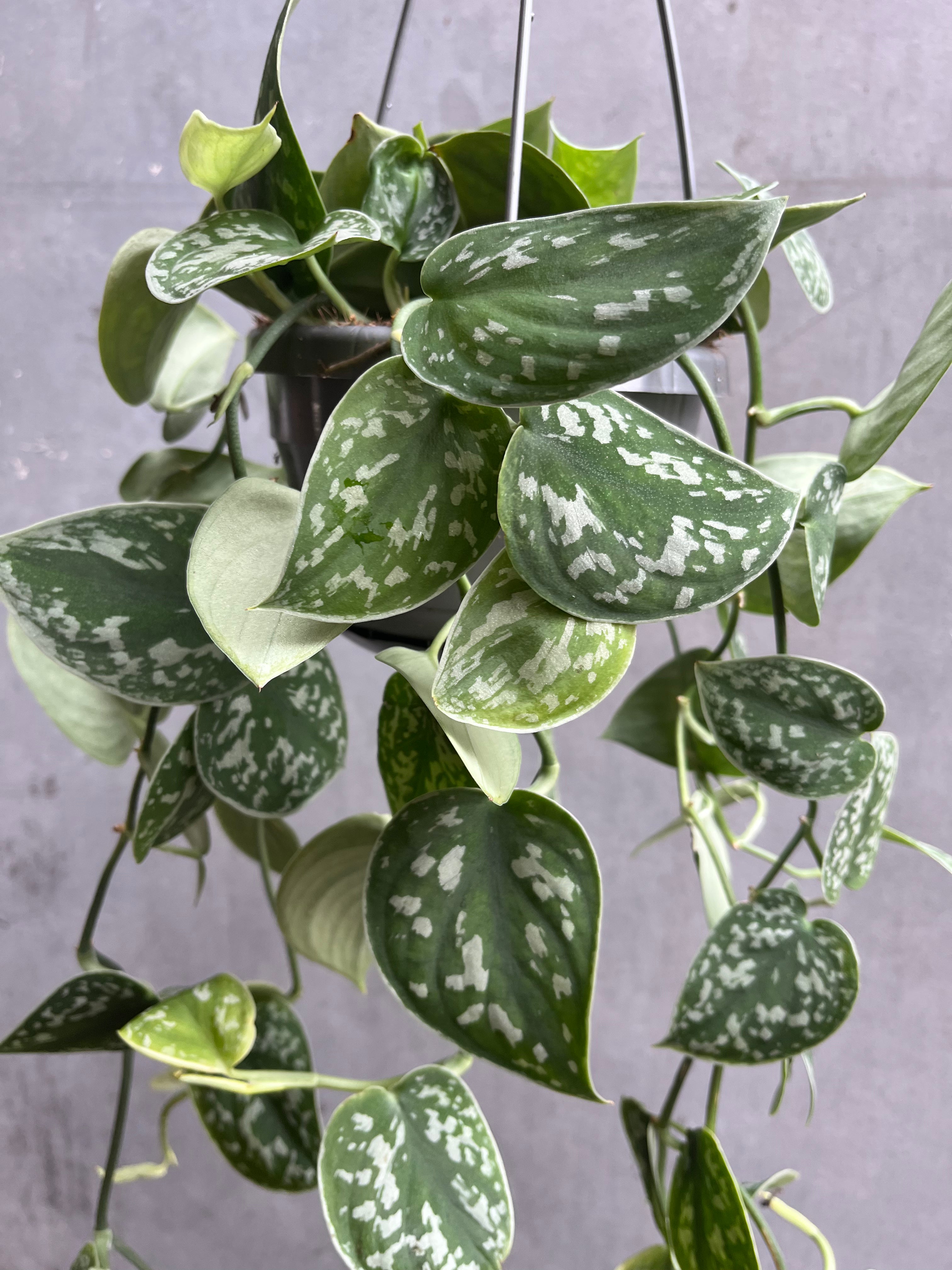 Satin Pothos Hanger