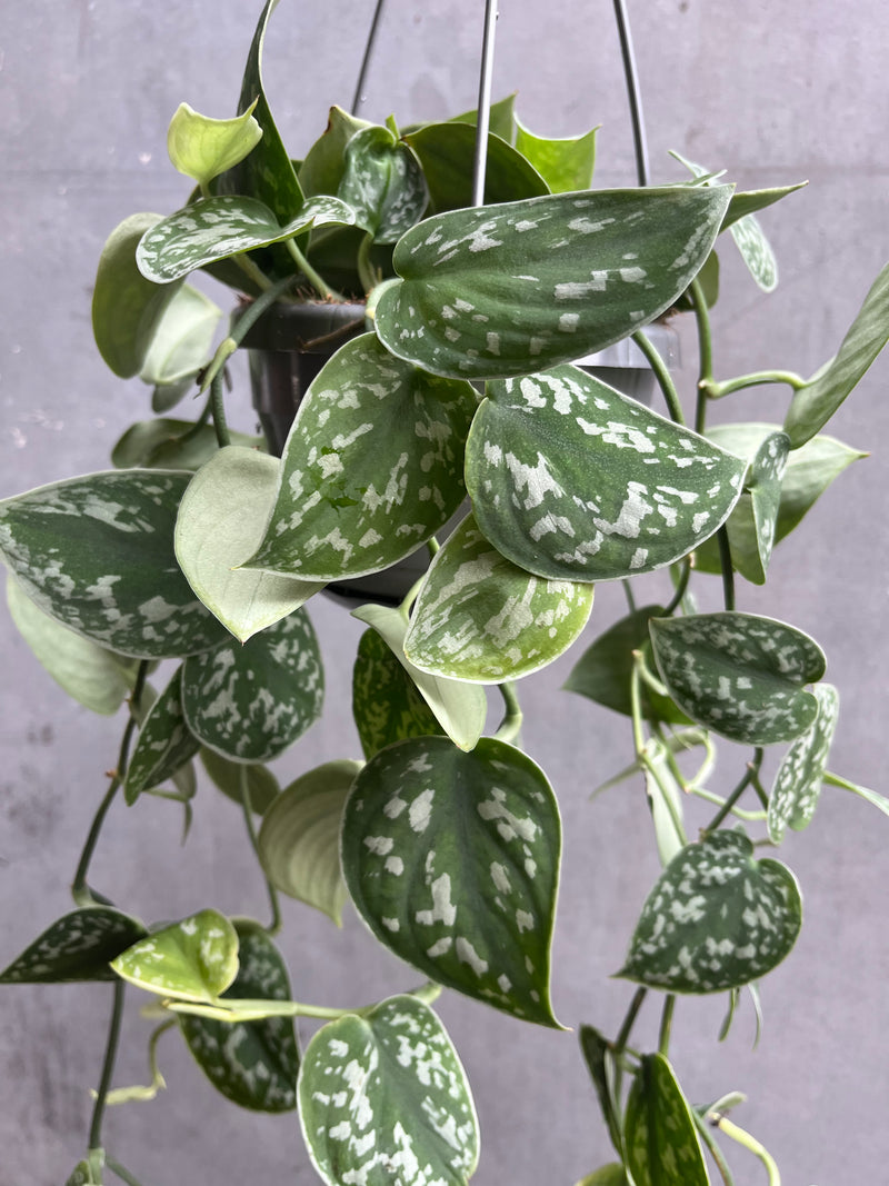 Satin Pothos Hanger-2