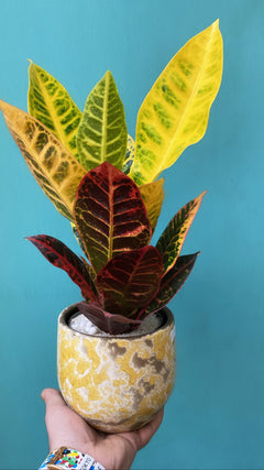 Croton-1