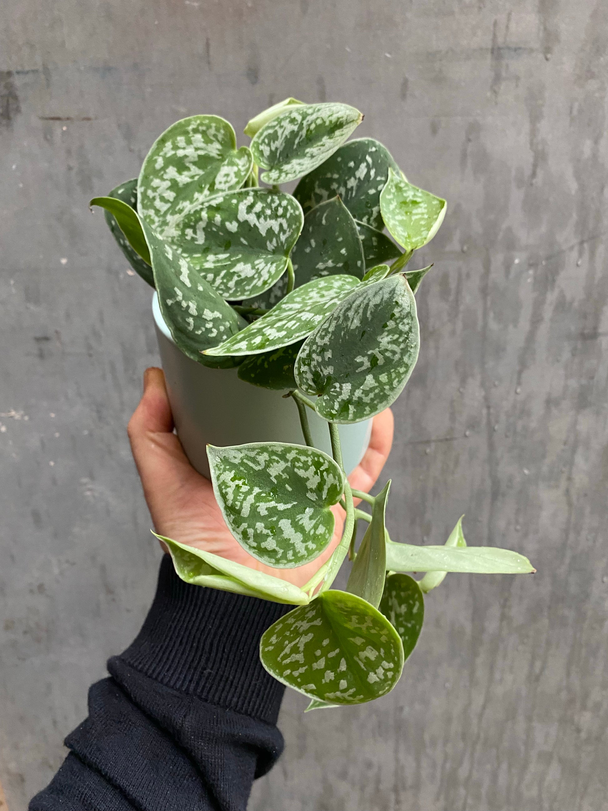 Satin Pothos-2