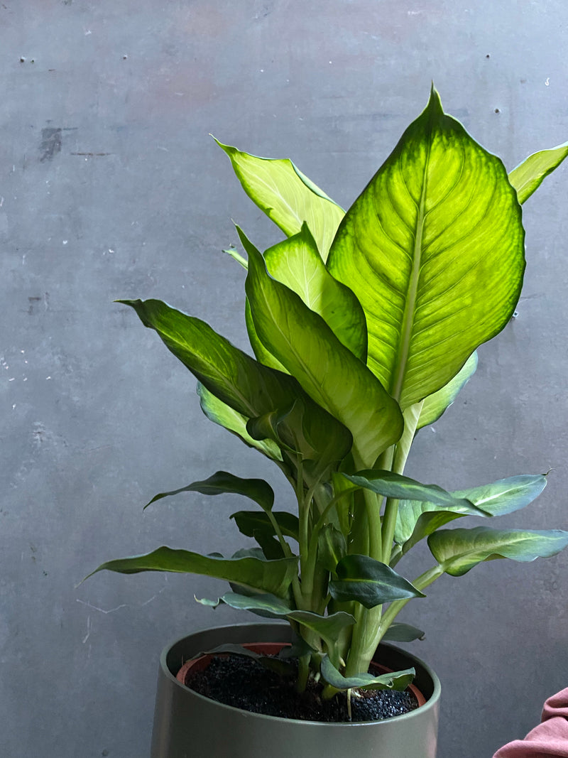 Dieffenbachia Summer Style-5