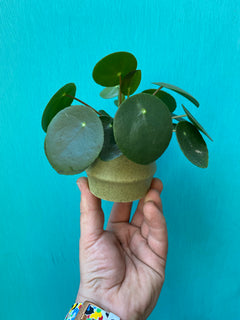 Chinese Money Plant-5
