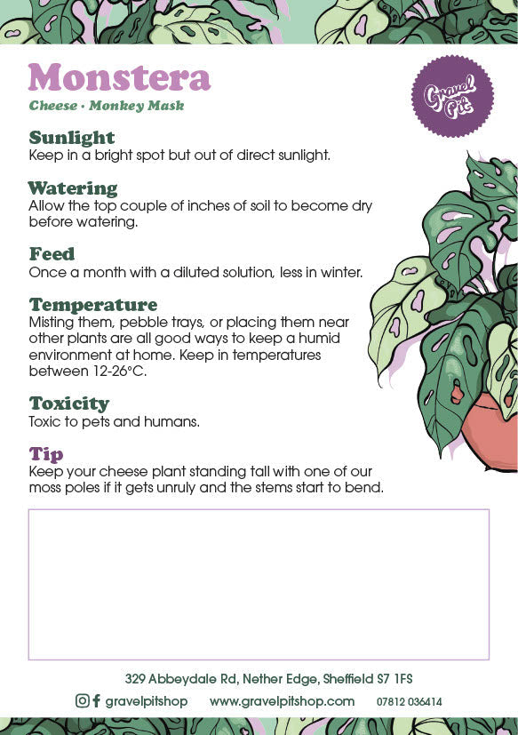 Small Monstera Deliciosa-6