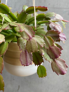 Bamboo Hanging Planter-14