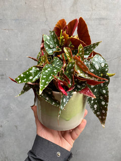Polka Dot Begonia-3