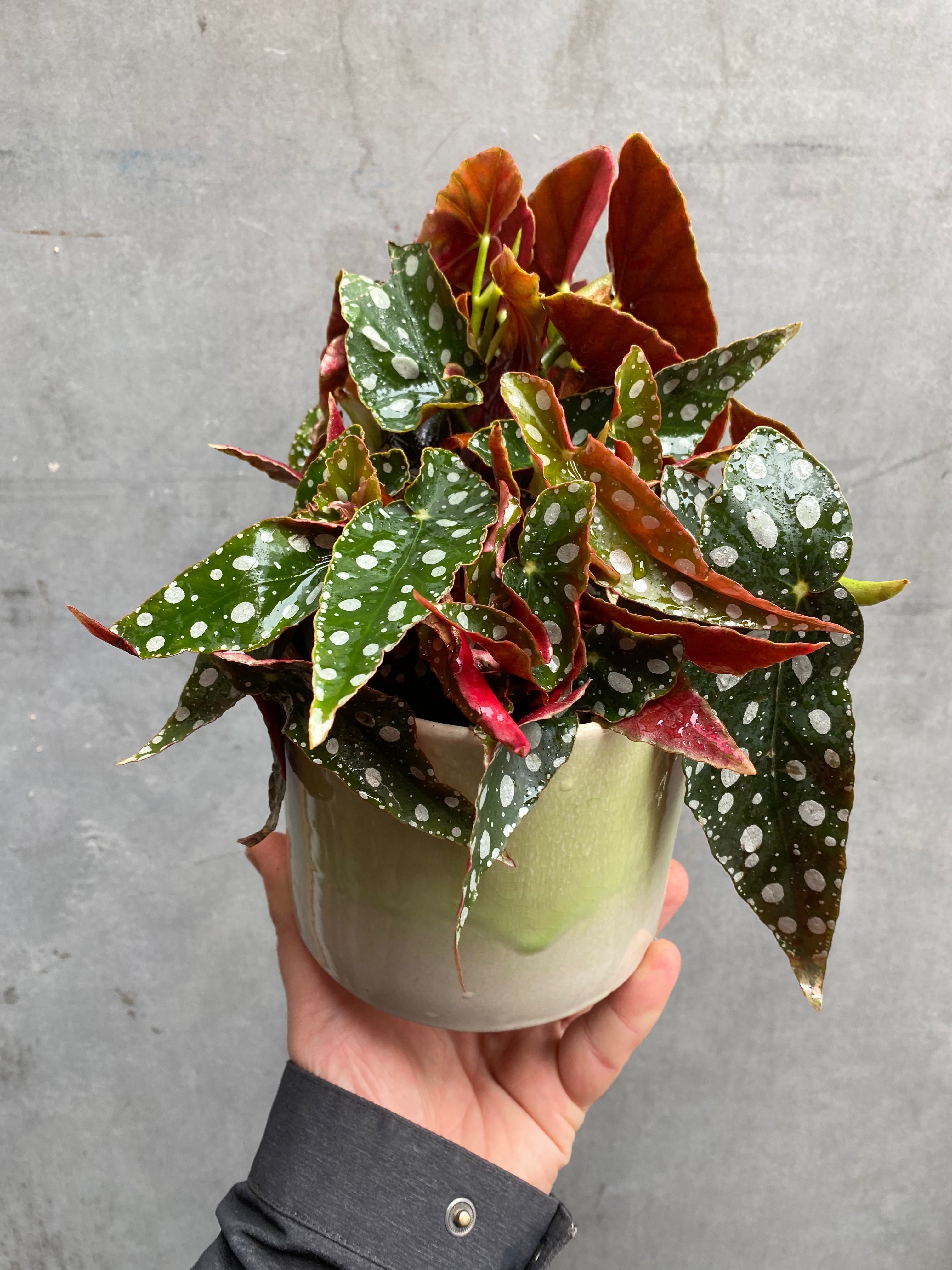 Polka Dot Begonia-3