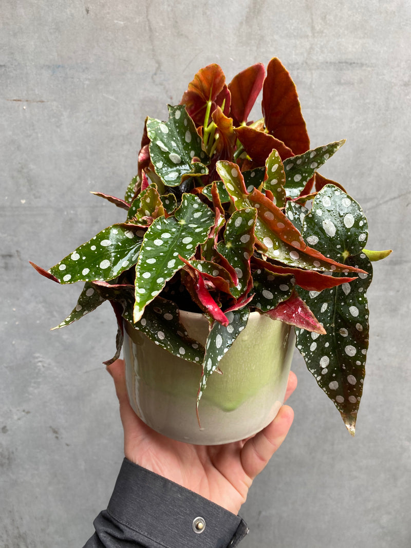Polka Dot Begonia-3