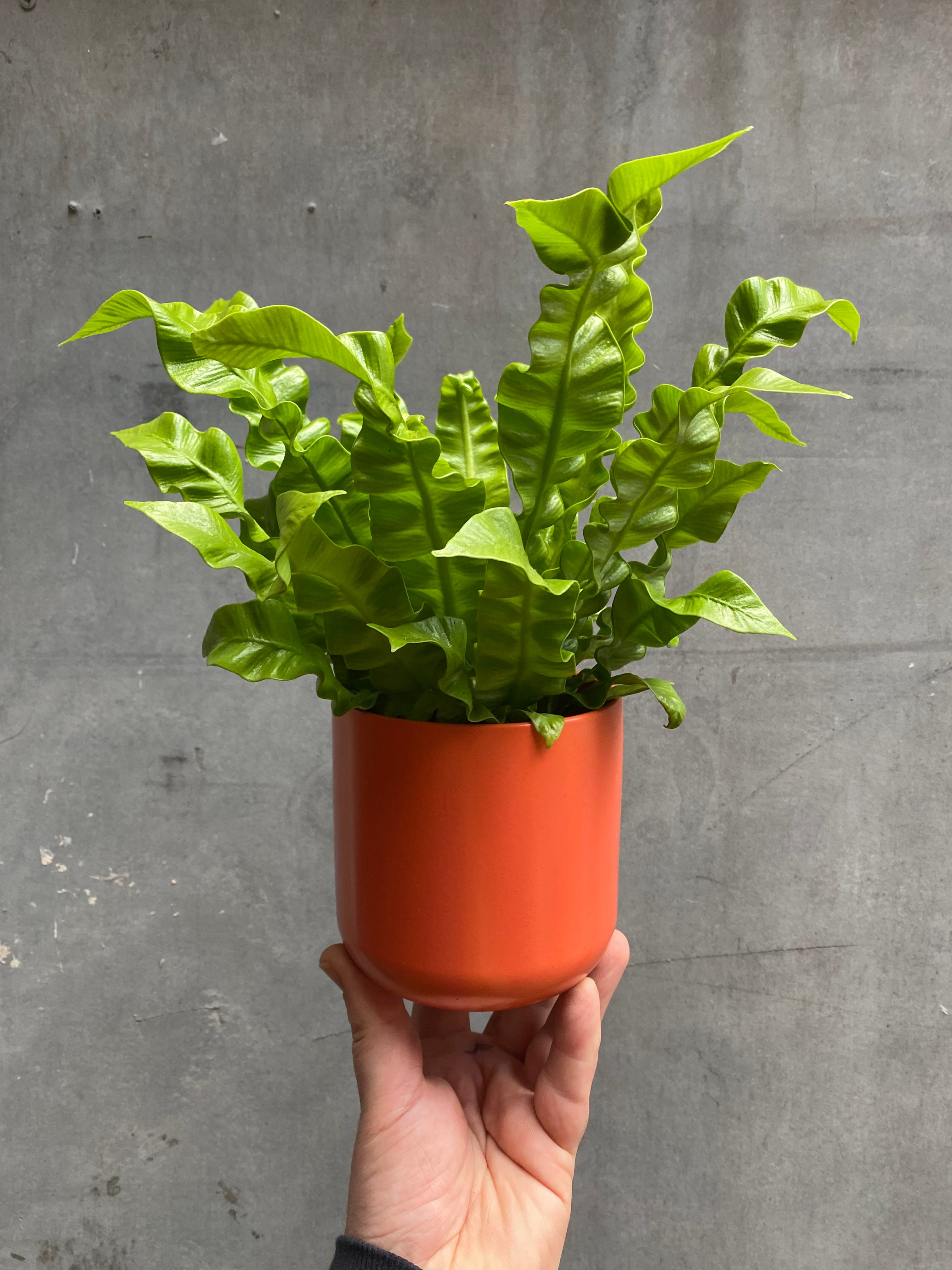 Bird’s Nest Fern-4