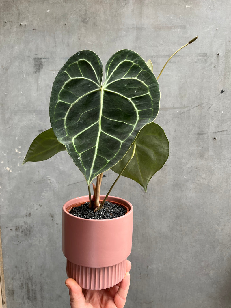 Anthurium Clarinervium-1