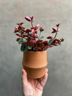 Peperomia Red Log-5