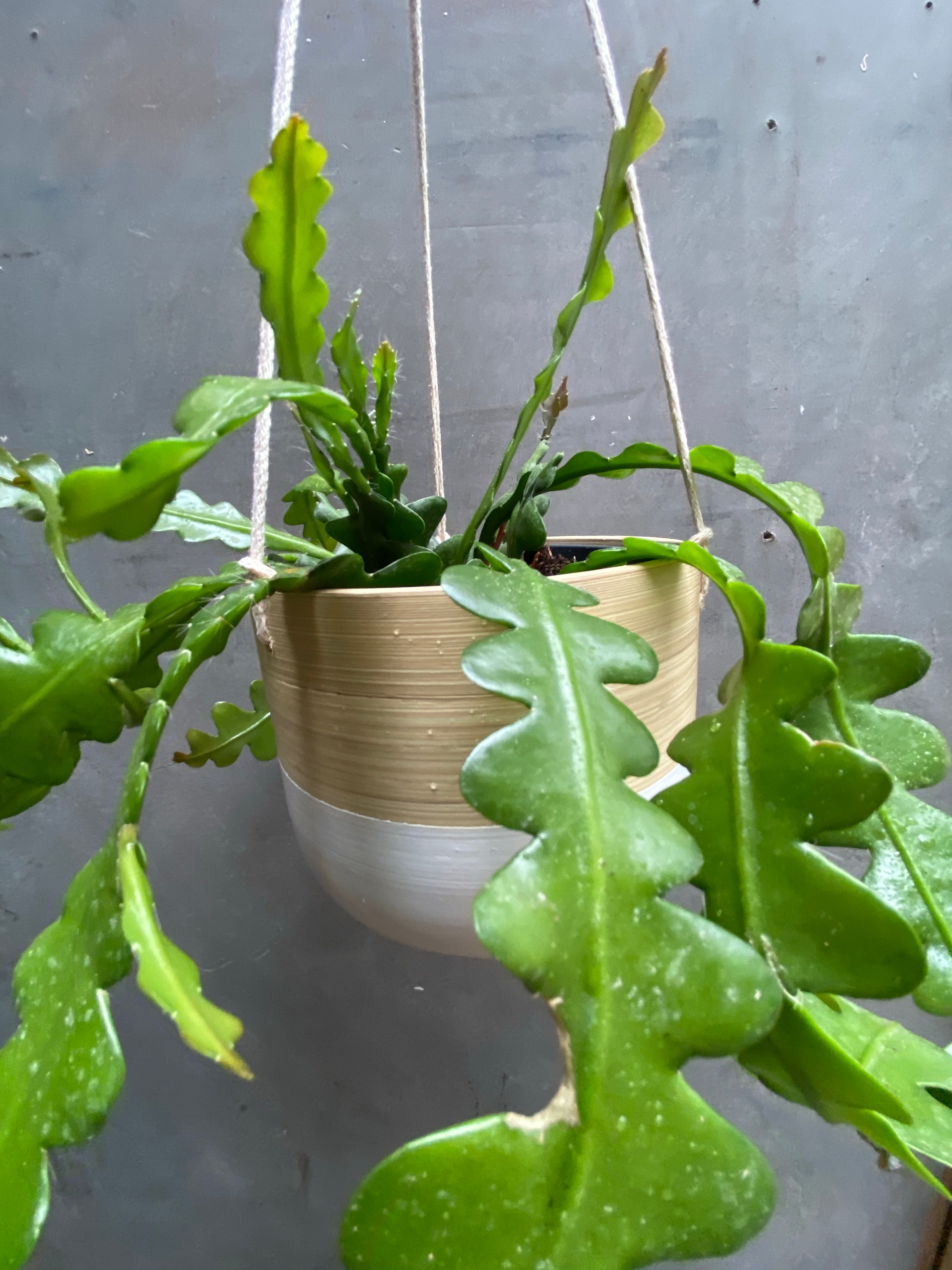 Fishbone Cactus Hanger