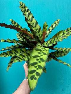 Rattlesnake Calathea-3