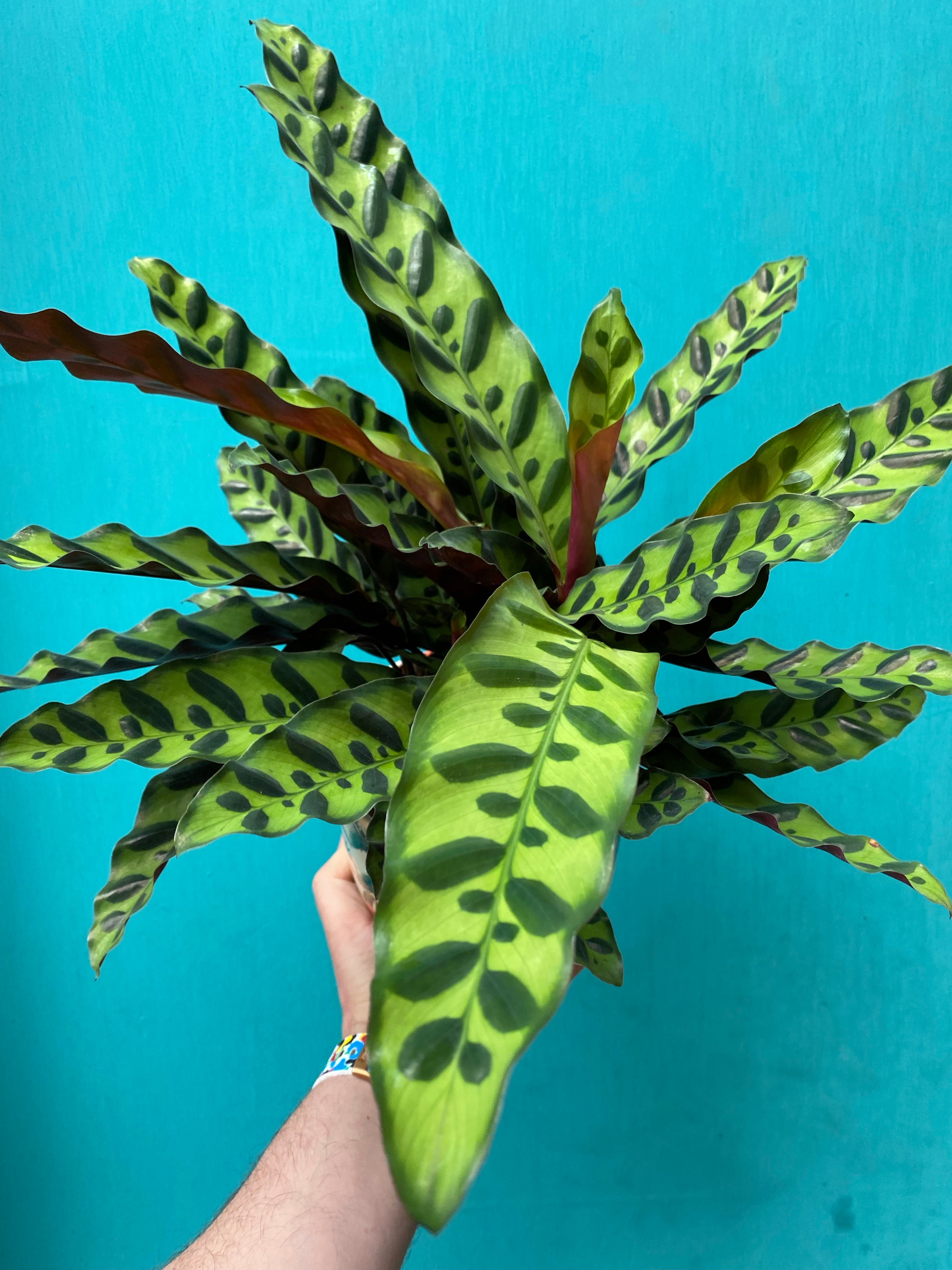 Rattlesnake Calathea-3