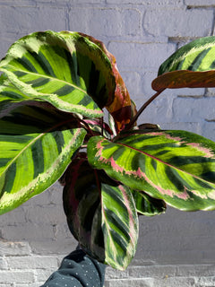 Calathea Rosea-Picta Angela-4