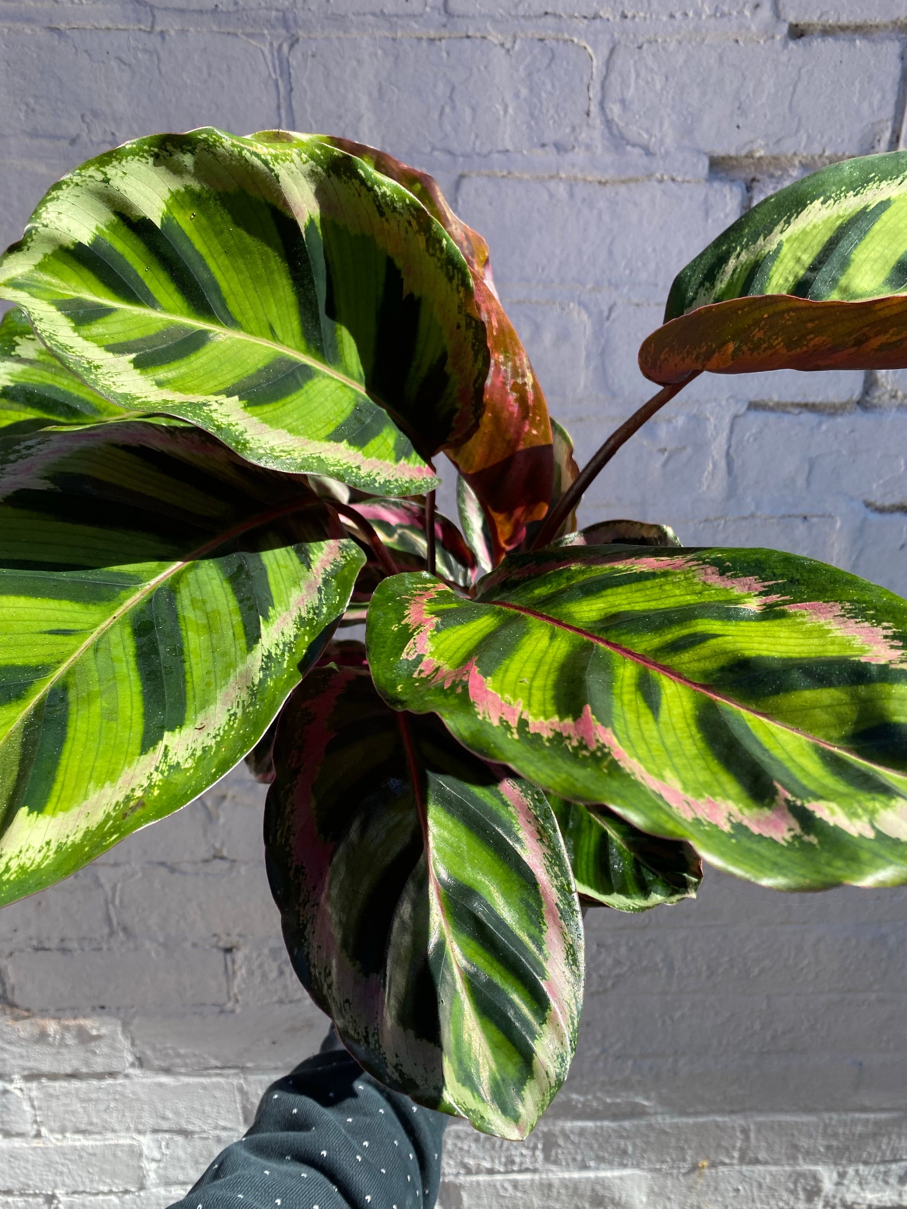 Calathea Rosea-Picta Angela-4