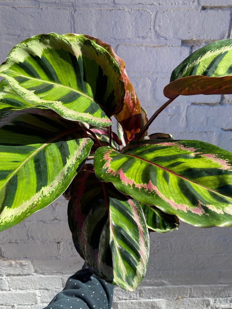 Calathea Rosea-Picta Angela-4