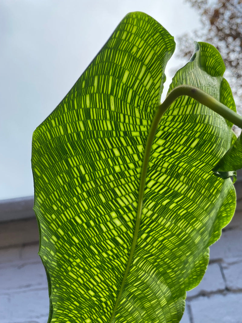 Calathea Network-5