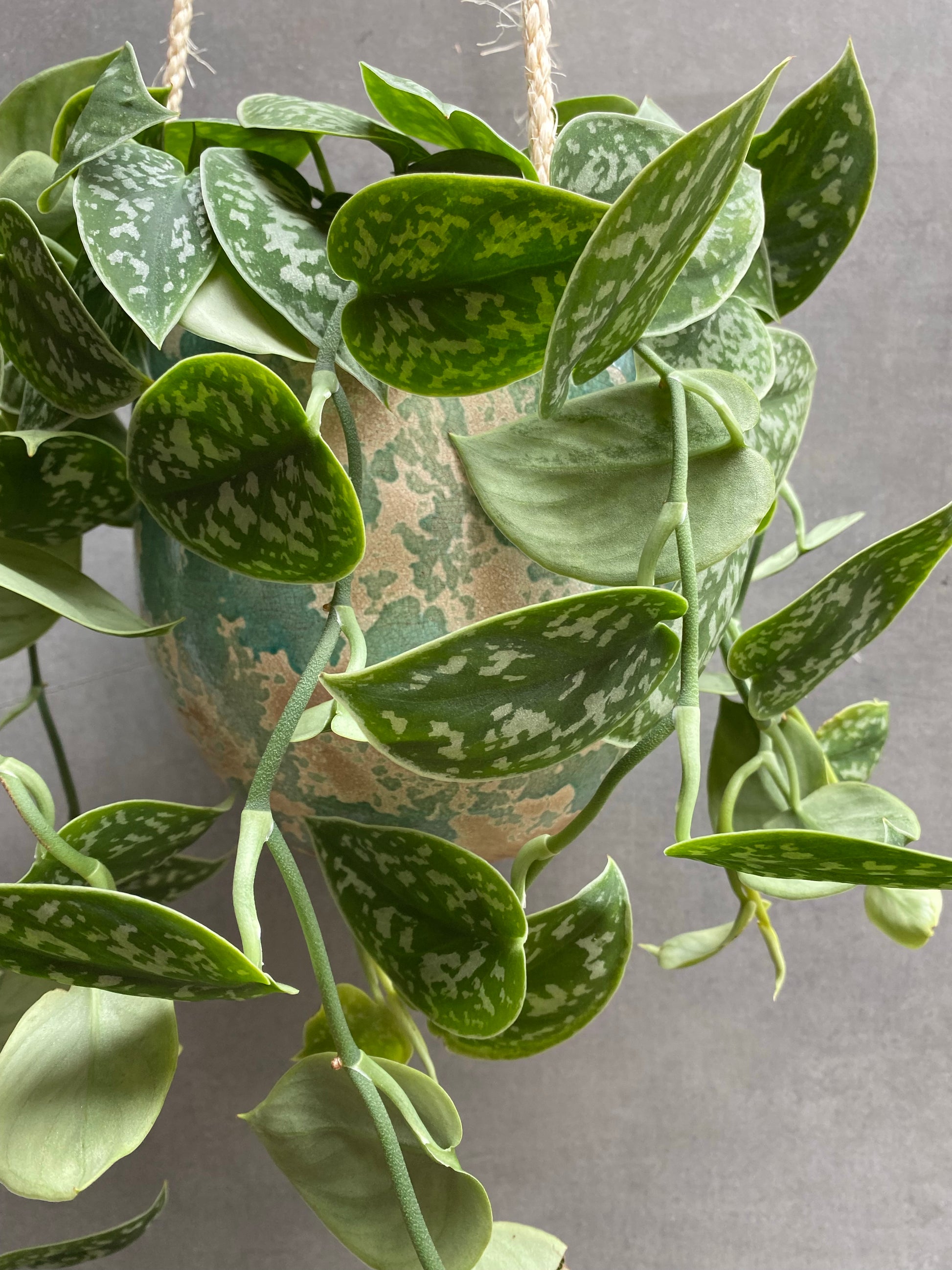 Satin Pothos Hanger-4