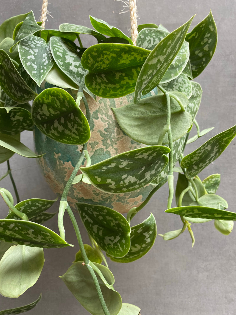 Satin Pothos Hanger-4