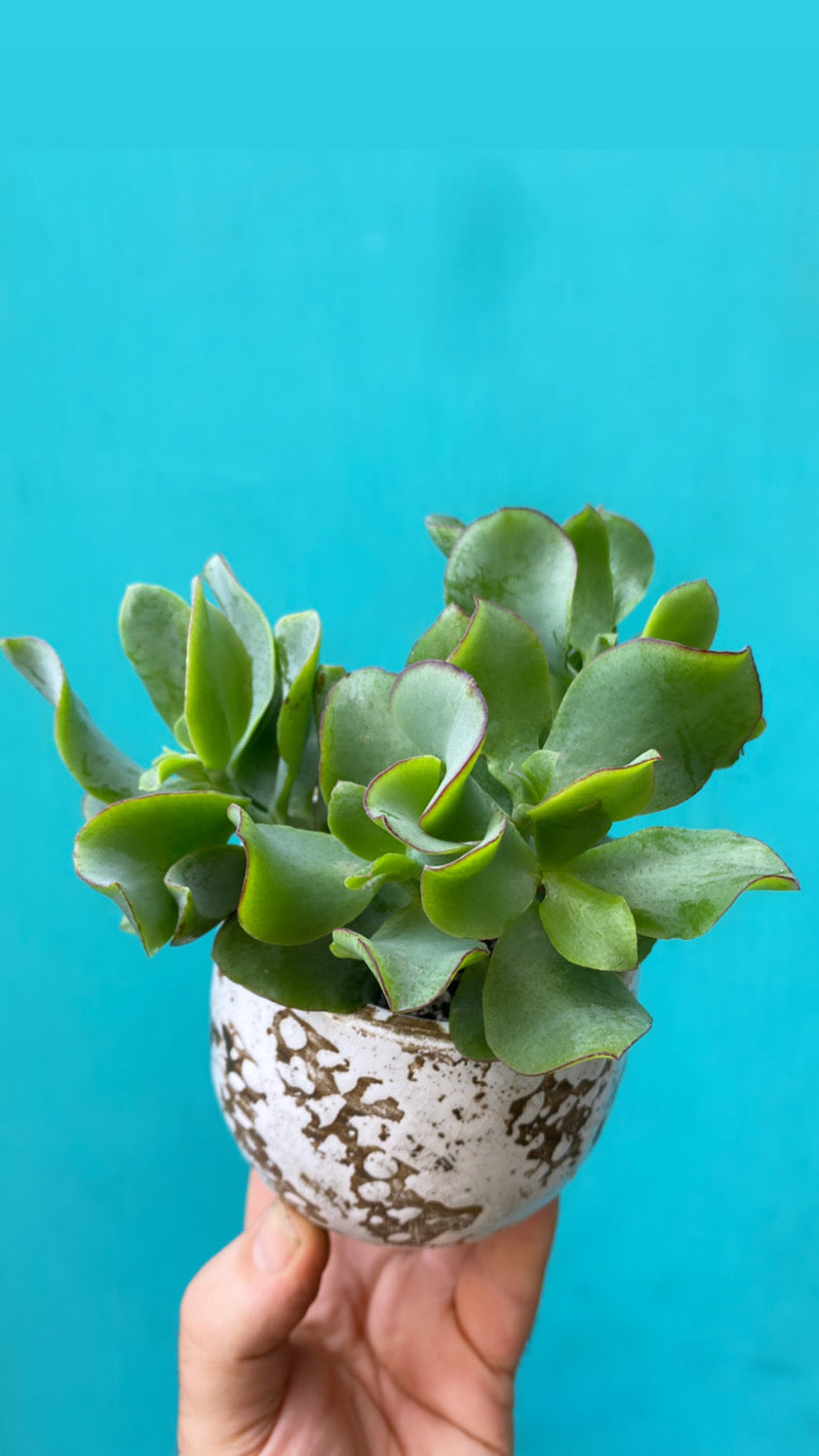 Medium Crassula-5