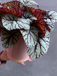 Begonia Fedor