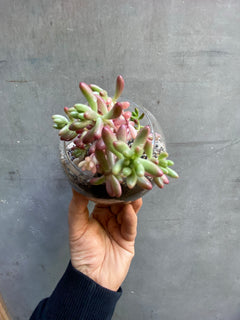 Succulent Terrarium-3