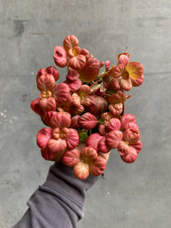 Fittonia-2