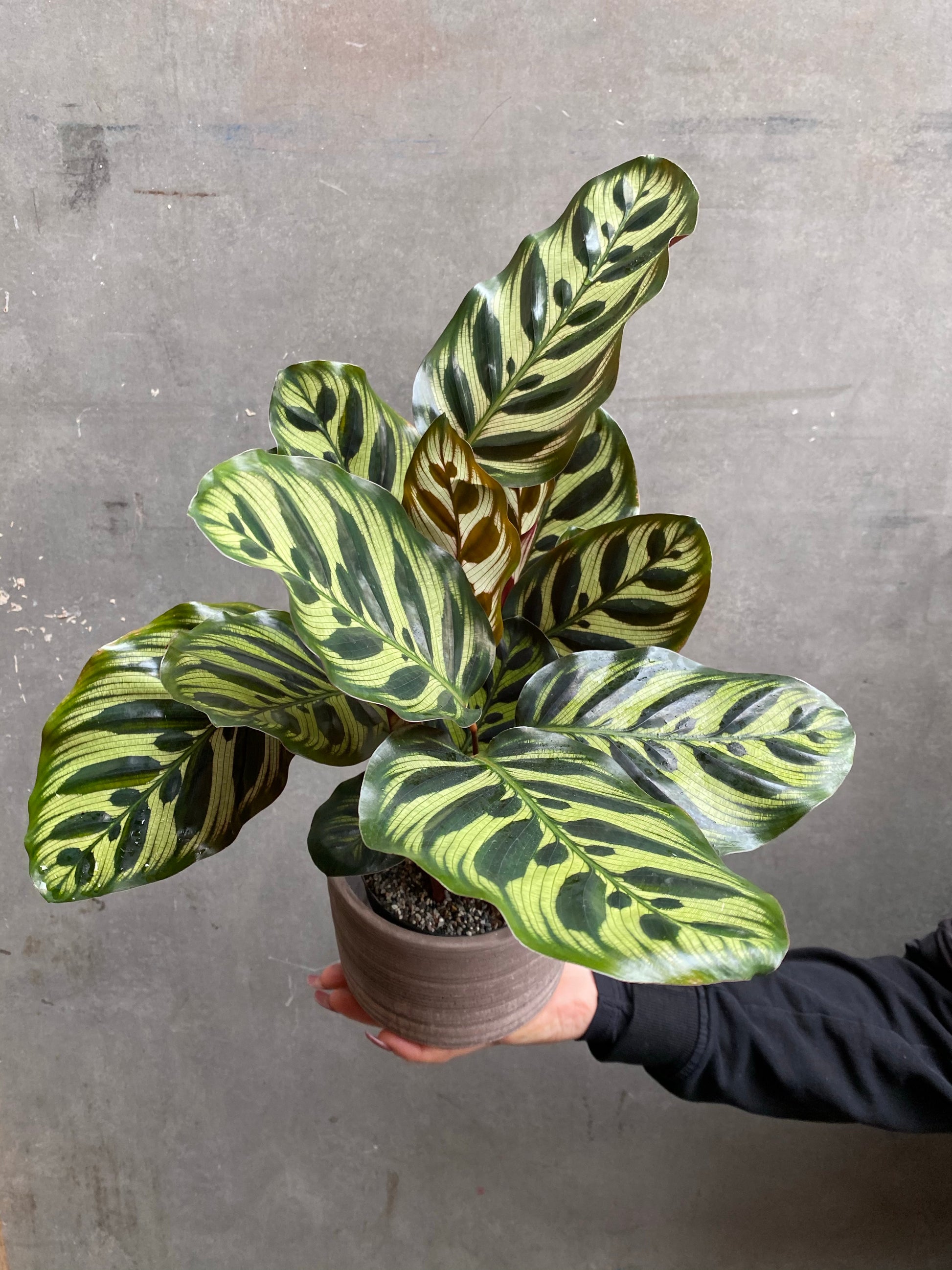 Calathea Makoyana-1
