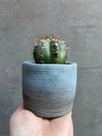 Cactus (Medium)