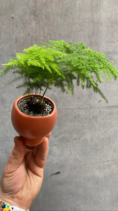 Asparagus Fern-1