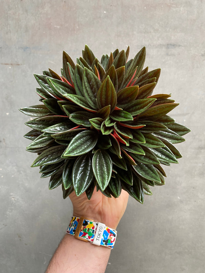 Peperomia Caperata Rosso-1