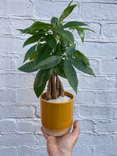 Eno Pots-6