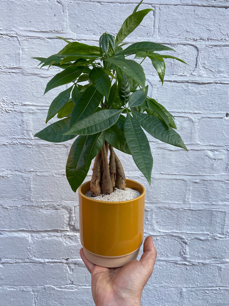 Eno Pots-6