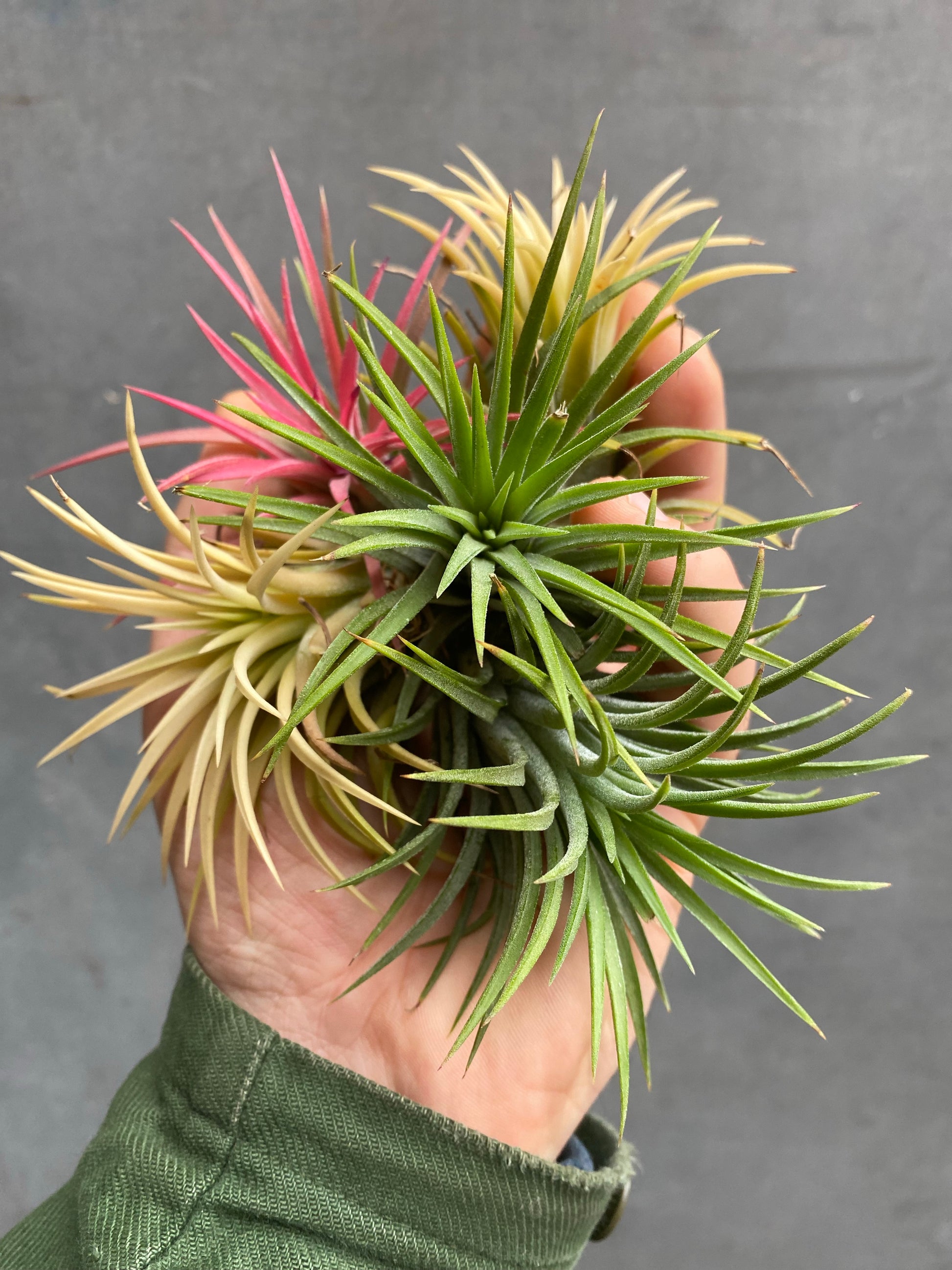 Air Plants (Tillandsia)-6