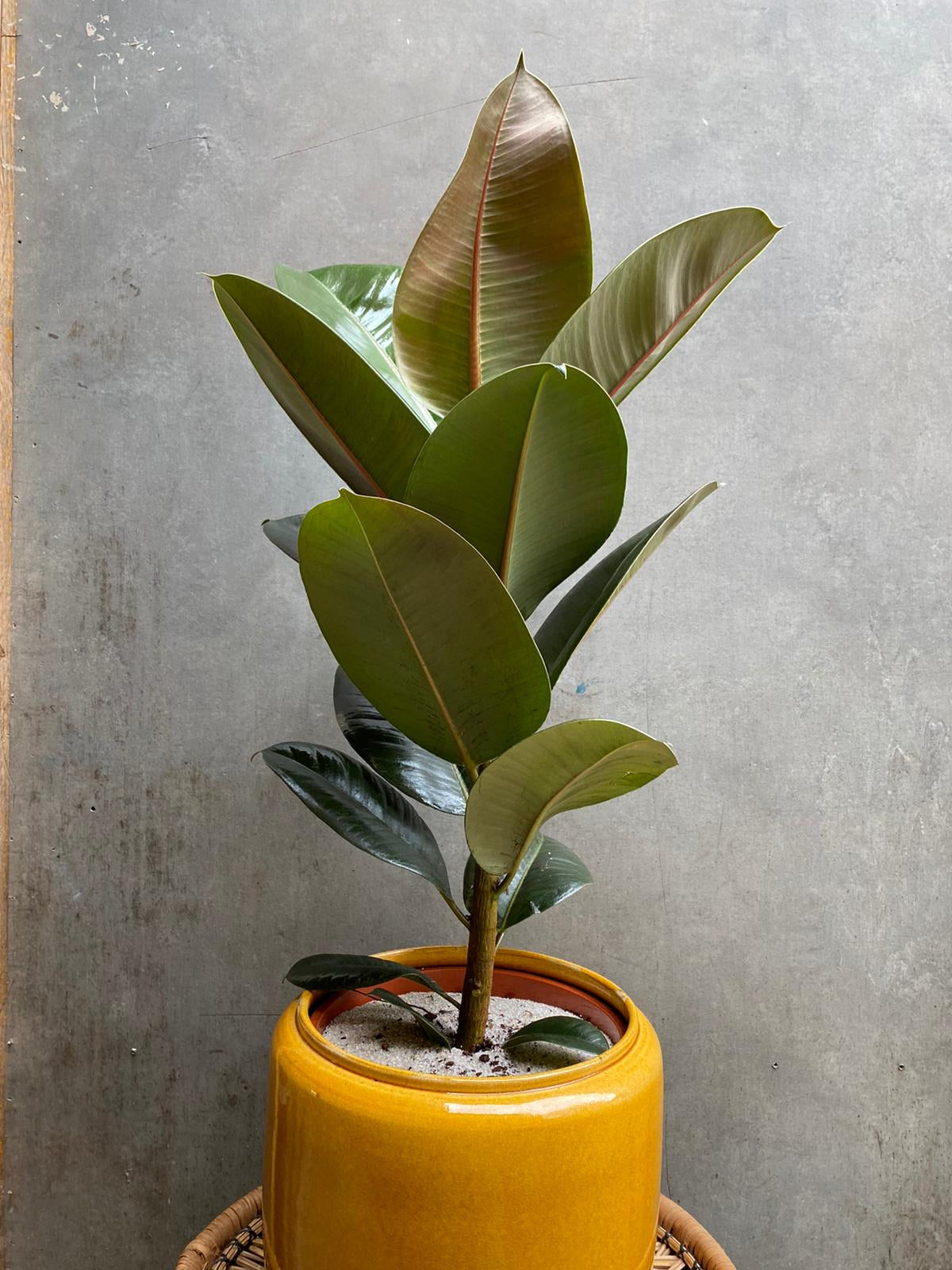 Ficus Robusta