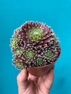 Succulent (Medium)-5