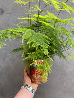 Asparagus Fern-8
