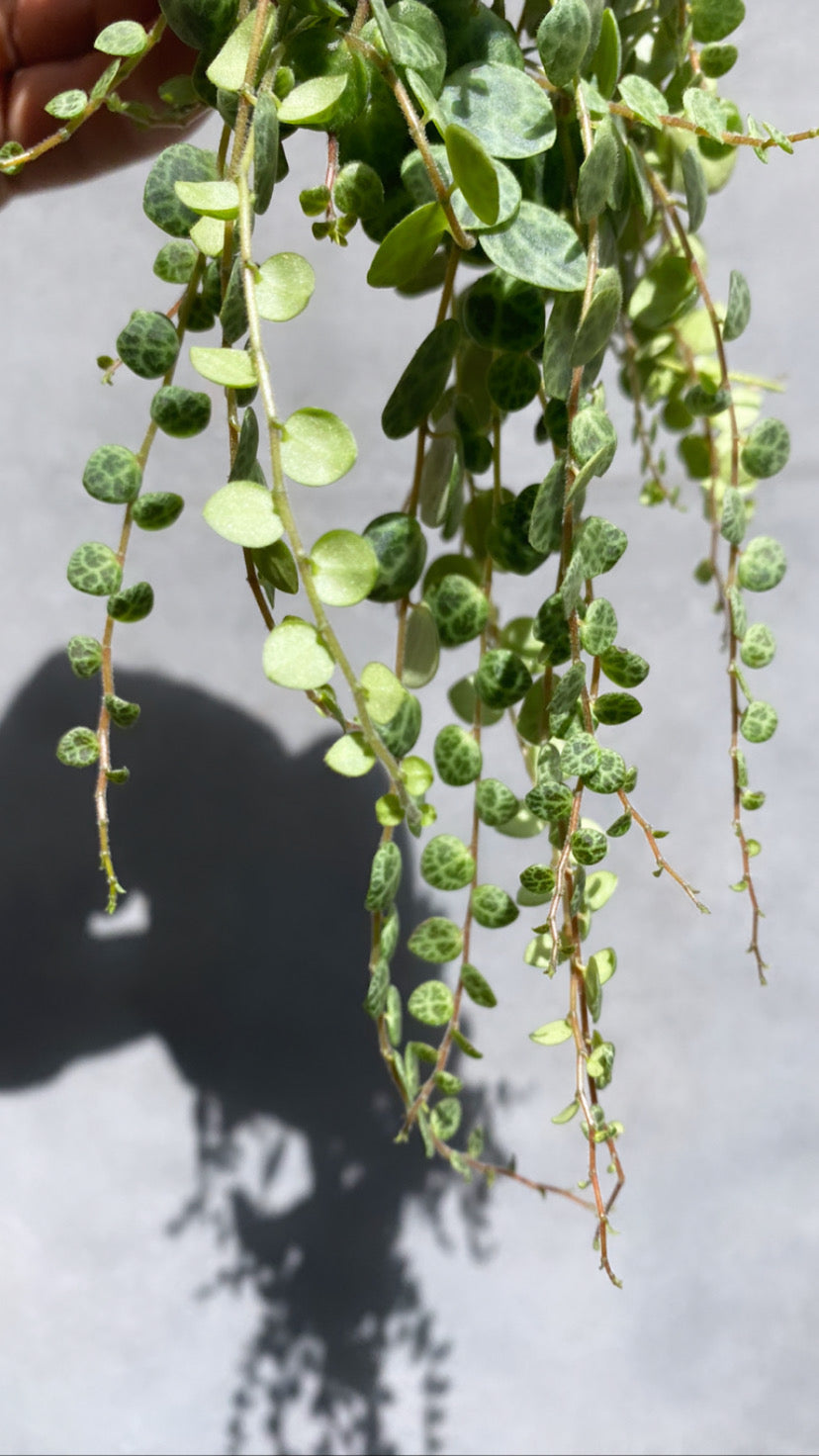 String Of Turtles-2