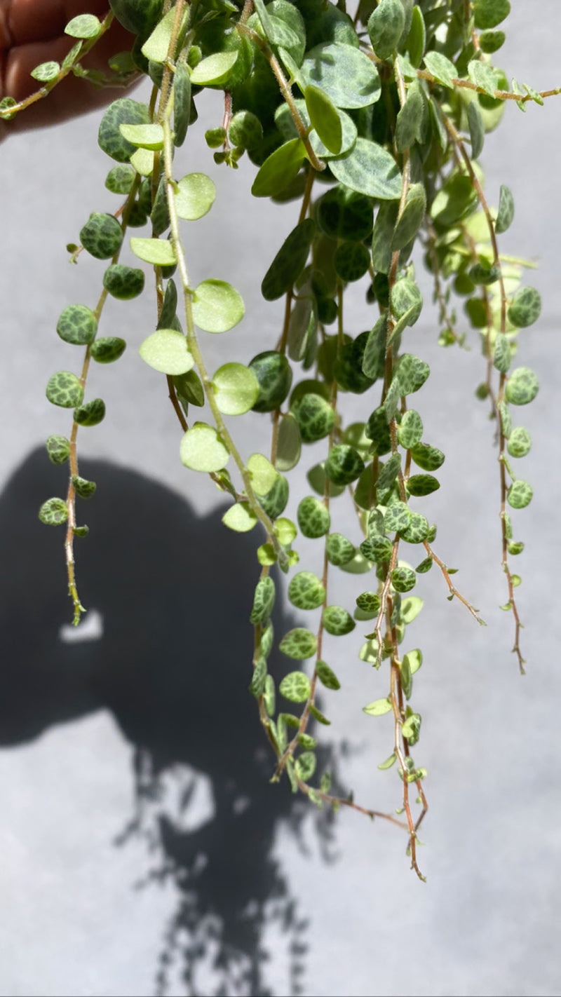 String Of Turtles-2
