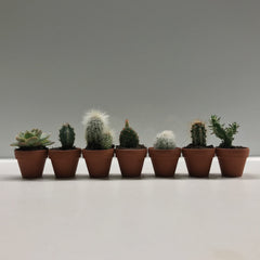 Diddy Cactus-4