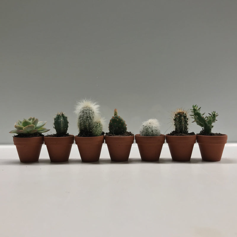 Diddy Cactus-4