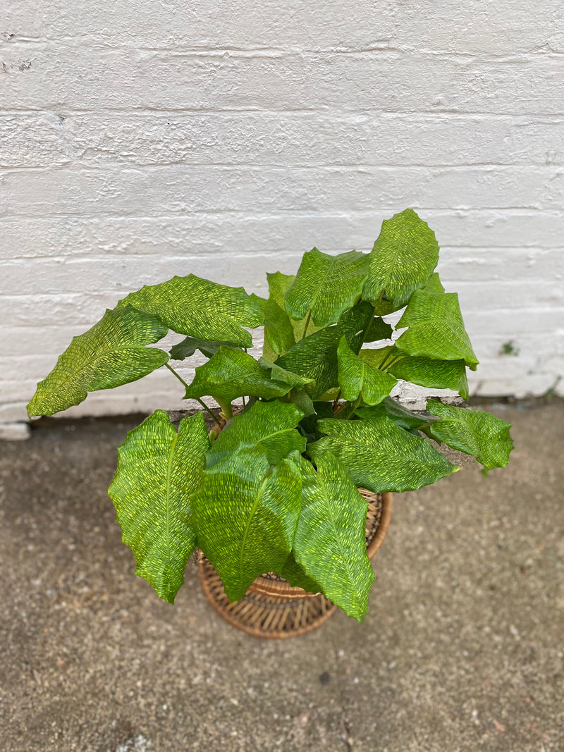 Calathea Network-4