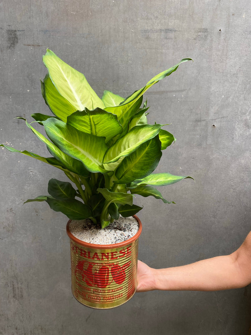 Dieffenbachia Summer Style-11